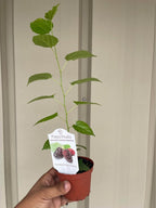 Sweet Everbearing Mulberry Tree — Rooted Live Fruit Plant Facebook photo 2