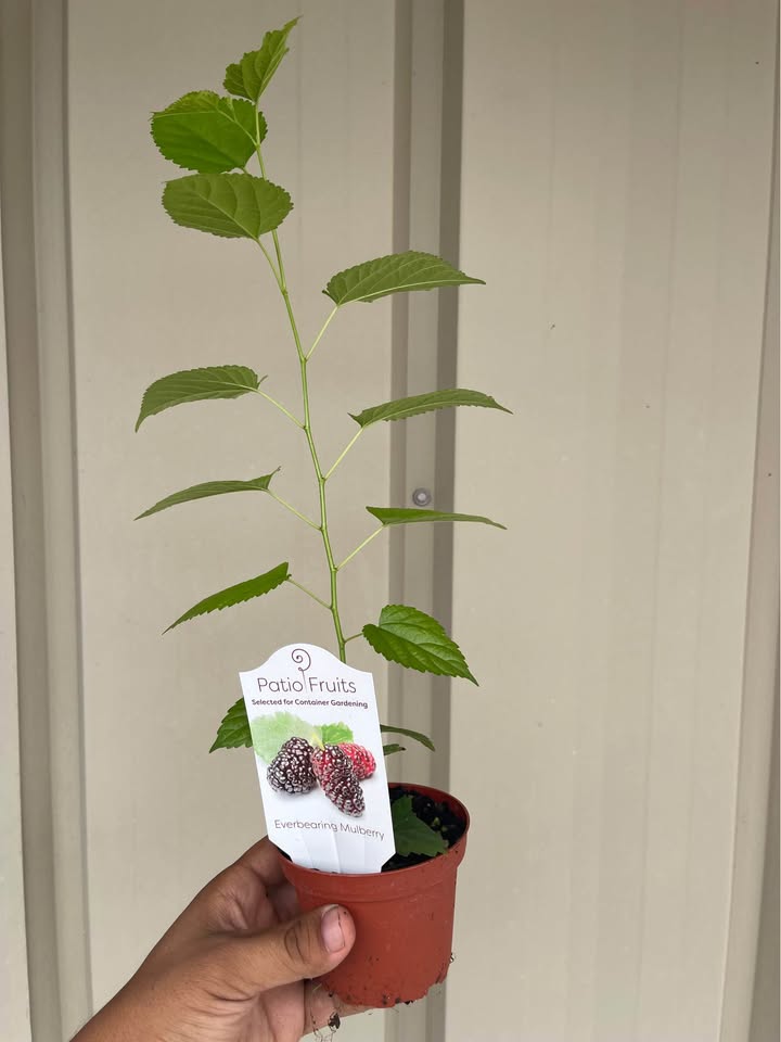 Sweet Everbearing Mulberry Tree — Rooted Live Fruit Plant alternate view