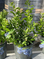 Blueberry Bush — Easy Grow Florida-Friendly Plant Facebook photo 4