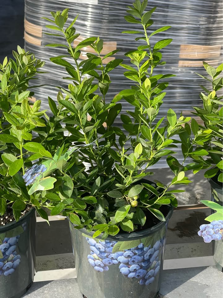 Blueberry Bush — Easy Grow Florida-Friendly Plant Facebook photo 4
