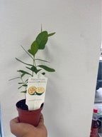 Pineapple Guava Starter Plant — Healthy Feijoa Facebook photo 3