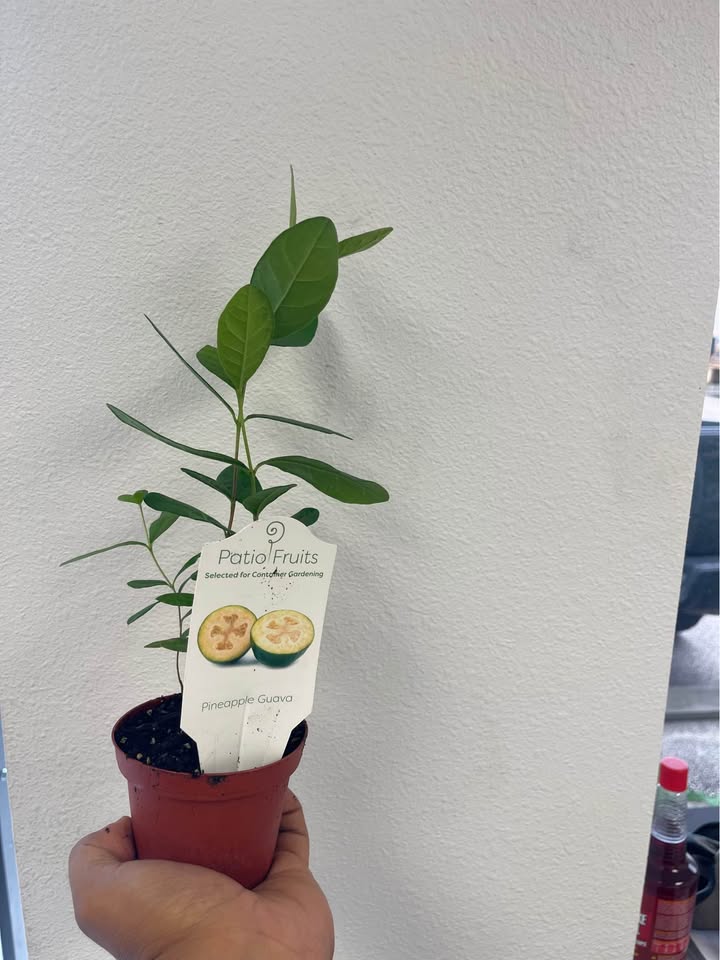 Pineapple Guava Starter Plant — Healthy Feijoa Facebook photo 3