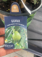 Pineapple Guava (Feijoa) Fruit Tree Facebook photo 7