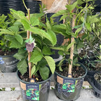 Blueberry Bush — Easy Grow Florida-Friendly Plant product photo