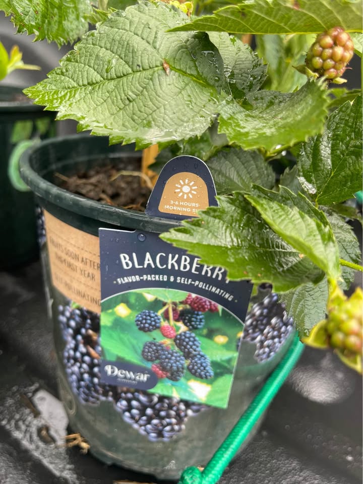 Fruiting Blackberry Plant — Live Berry Plant Facebook photo 8