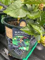 Fruiting Blackberry Plant — Live Berry Plant Facebook photo 8