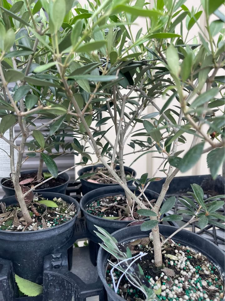 Olive Tree — Self-Pollinating Patio Fruit Tree Facebook photo 2