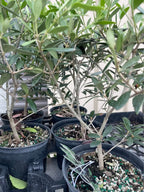 Olive Tree — Self-Pollinating Patio Fruit Tree Facebook photo 2