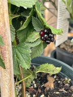 Fruiting Blackberry Plant — Live Berry Plant Facebook photo 2