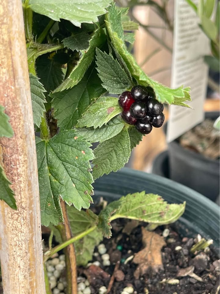 Fruiting Blackberry Plant — Live Berry Plant Facebook photo 2