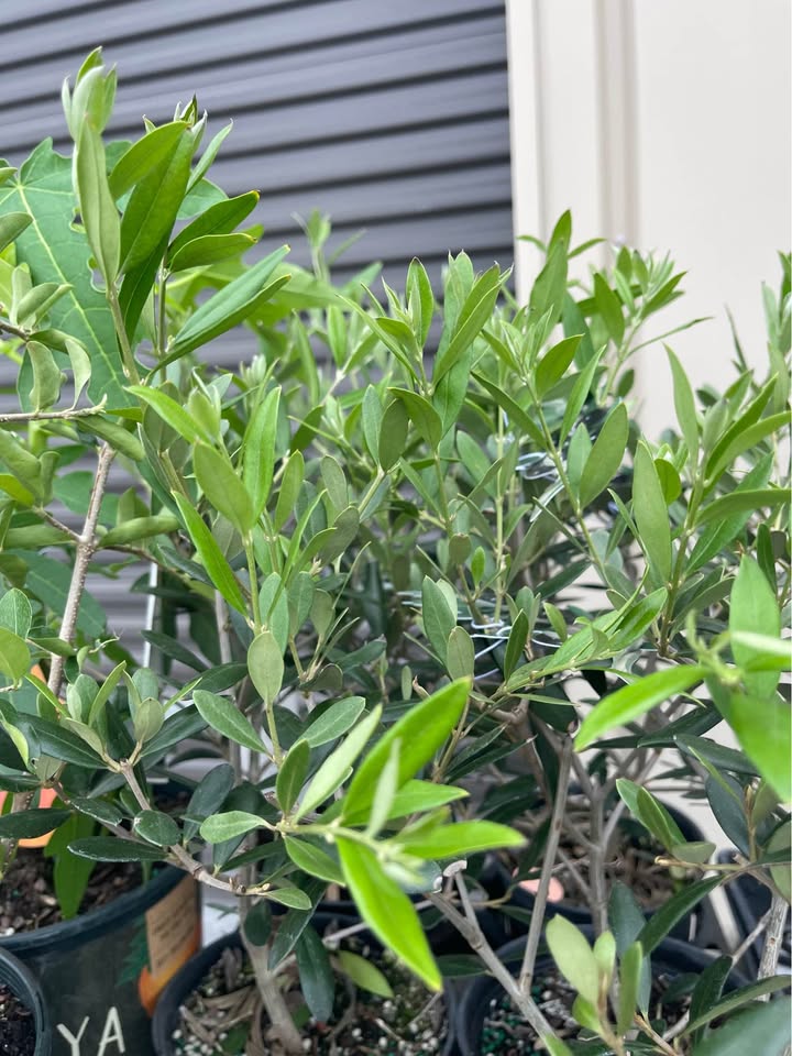 Olive Tree — Self-Pollinating Patio Fruit Tree Facebook photo 3