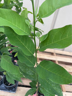 Sugar Apple Tree — Thai Lessard Variety Facebook photo 8