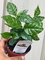 Arabian Coffee Tree — Live Coffee Plant Facebook photo 2