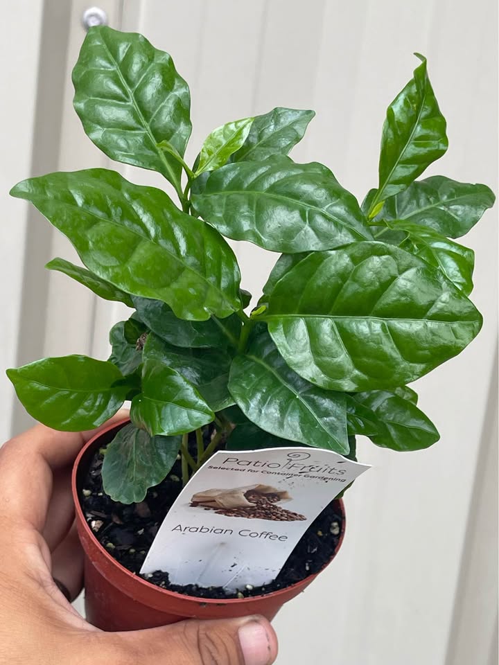 Arabian Coffee Tree — Live Coffee Plant alternate view