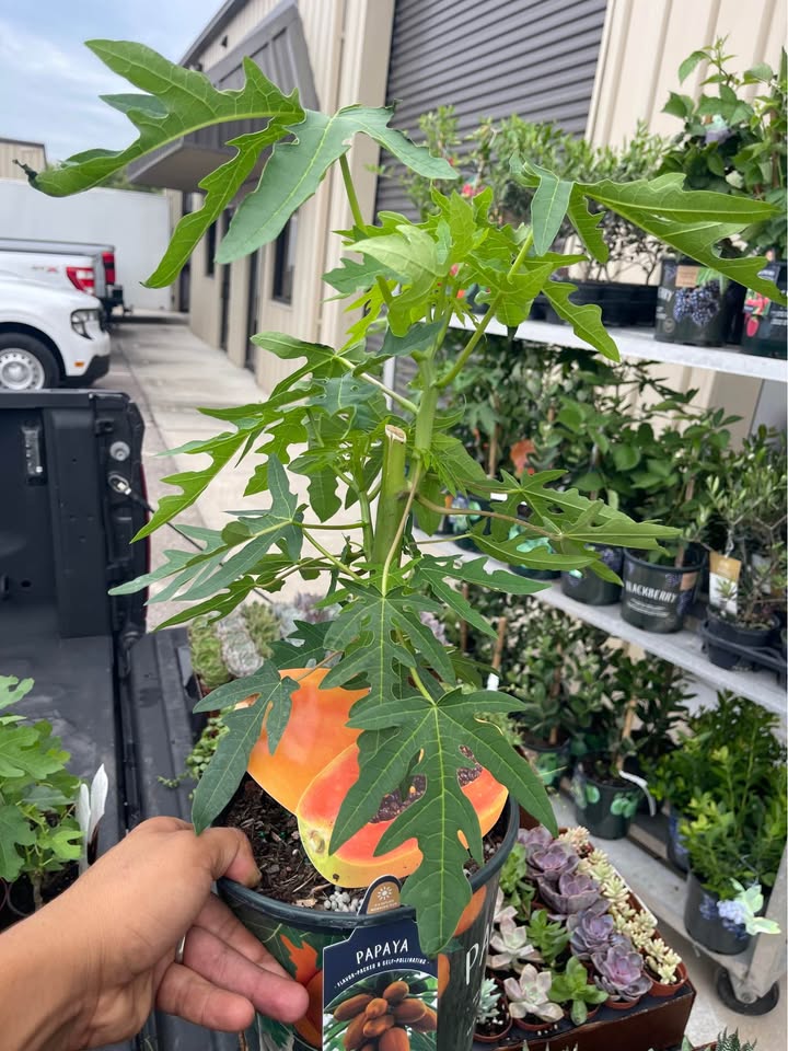 Tropical Papaya Tree — Live Fruit Plant Facebook photo 6