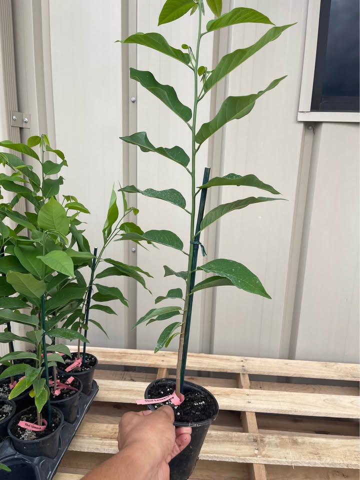 Sugar Apple Tree — Thai Lessard Variety Facebook photo 7