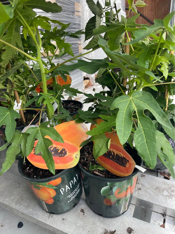 Tropical Papaya Tree — Live Fruit Plant Facebook photo 3