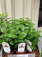 Arabian Coffee Tree — Live Coffee Plant Facebook photo 9