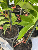 Sugar Apple Tree — Thai Lessard Variety Facebook photo 5