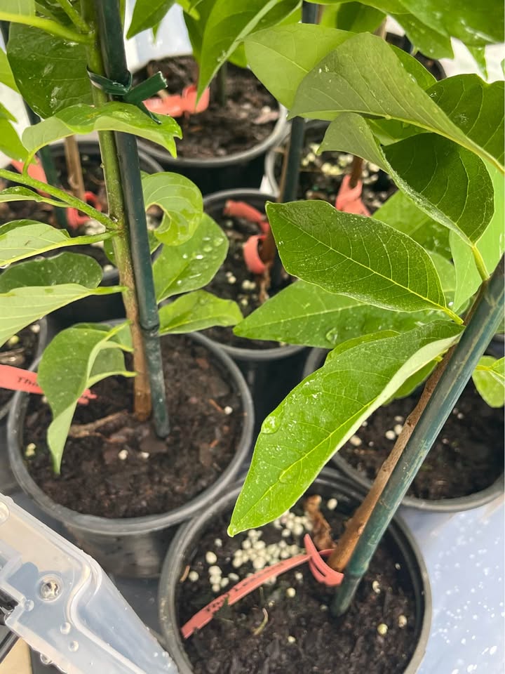 Sugar Apple Tree — Thai Lessard Variety Facebook photo 5
