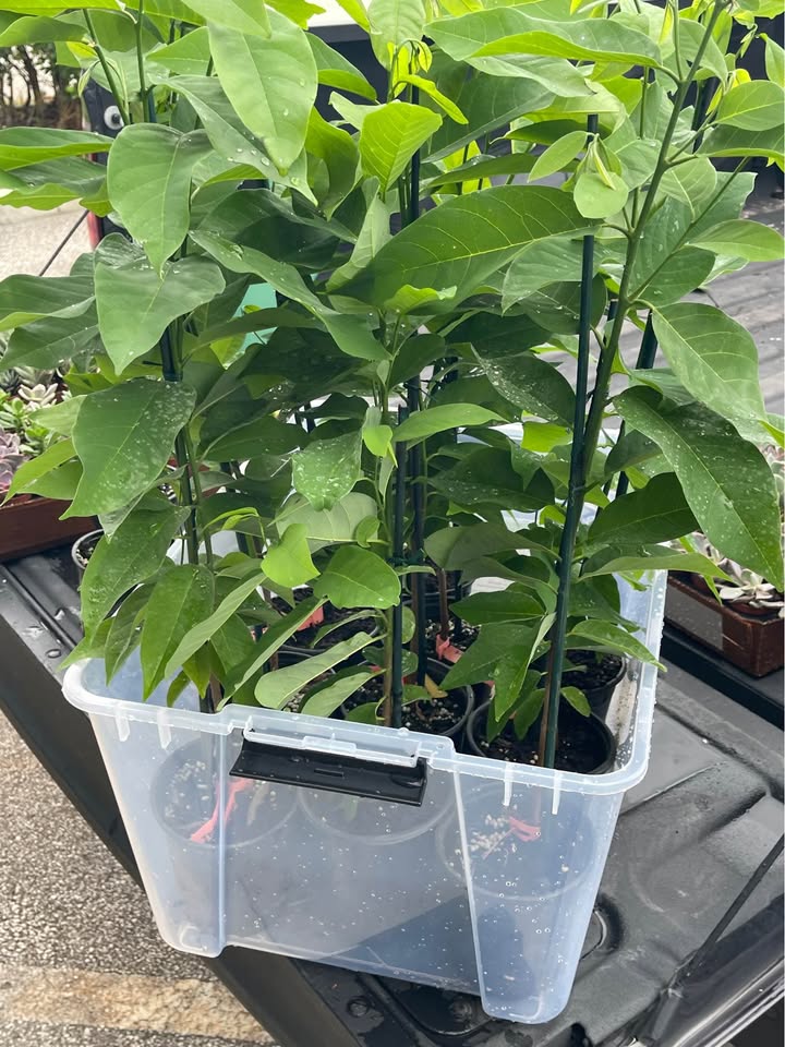 Sugar Apple Tree — Thai Lessard Variety Facebook photo 3