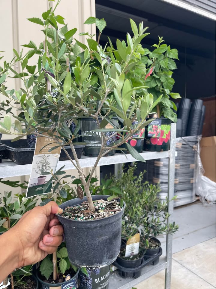 Olive Tree — Self-Pollinating Patio Fruit Tree Facebook photo 6
