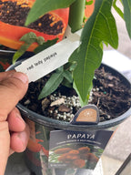 Tropical Papaya Tree — Live Fruit Plant Facebook photo 10