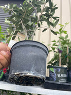 Olive Tree — Self-Pollinating Patio Fruit Tree Facebook photo 5