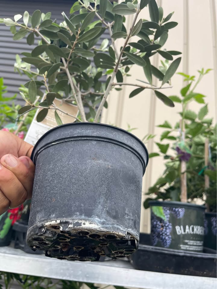 Olive Tree — Self-Pollinating Patio Fruit Tree Facebook photo 5