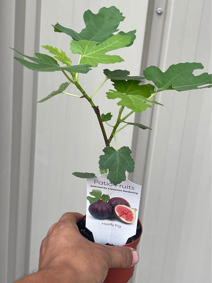 Healthy Fig Tree — Live Fruit Plant Facebook photo 5