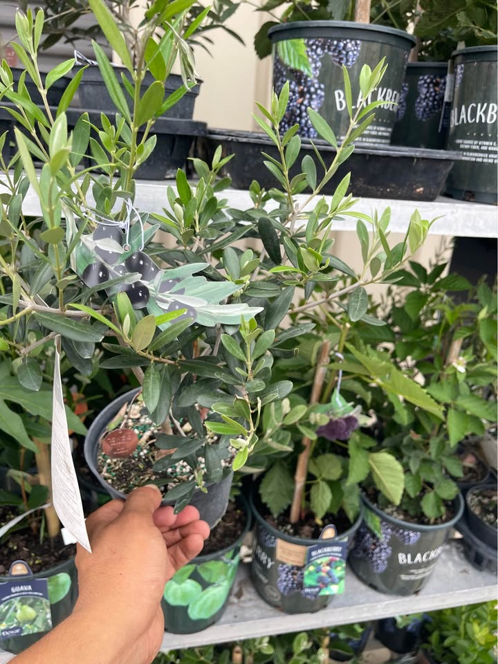 Olive Tree — Self-Pollinating Patio Fruit Tree Facebook photo 8
