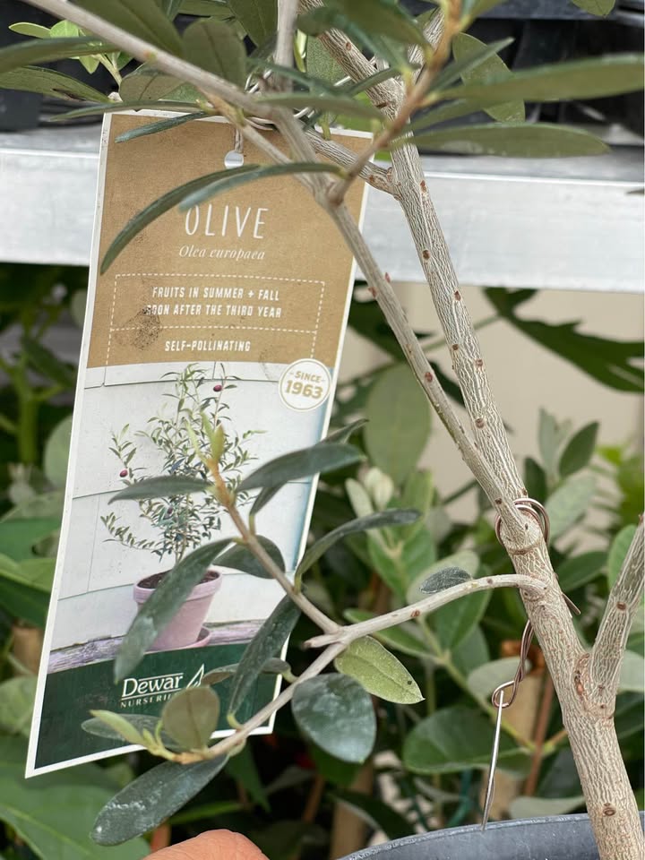 Olive Tree — Self-Pollinating Patio Fruit Tree Facebook photo 10