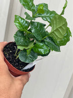 Arabian Coffee Tree — Live Coffee Plant Facebook photo 5