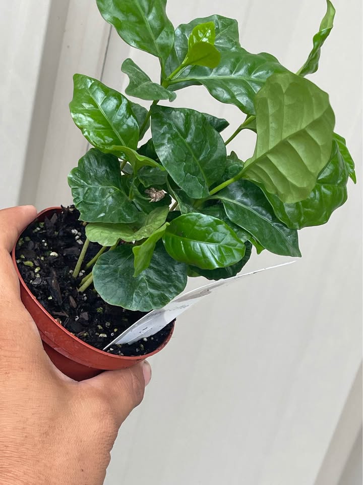 Arabian Coffee Tree — Live Coffee Plant Facebook photo 5