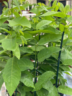Sugar Apple Tree — Thai Lessard Variety Facebook photo 6
