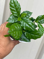 Arabian Coffee Tree — Live Coffee Plant Facebook photo 6