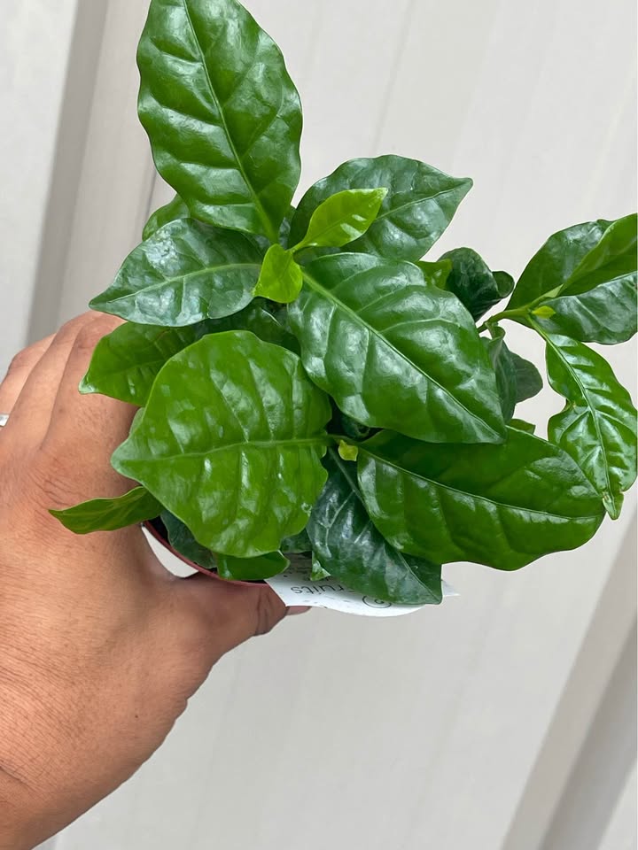 Arabian Coffee Tree — Live Coffee Plant Facebook photo 6