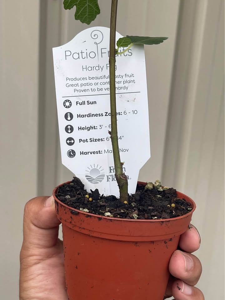Healthy Fig Tree — Live Fruit Plant Facebook photo 3