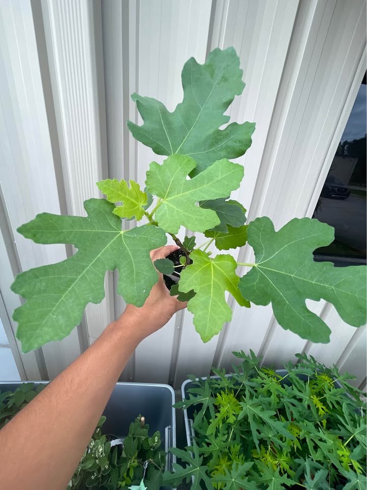 Healthy Fig Tree — Live Fruit Plant alternate view