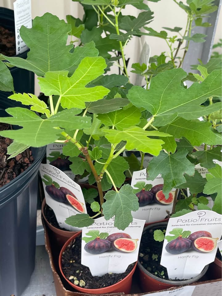Healthy Fig Tree — Live Fruit Plant Facebook photo 6