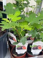 Healthy Fig Tree — Live Fruit Plant Facebook photo 6