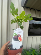 Healthy Fig Tree — Live Fruit Plant Facebook photo 4
