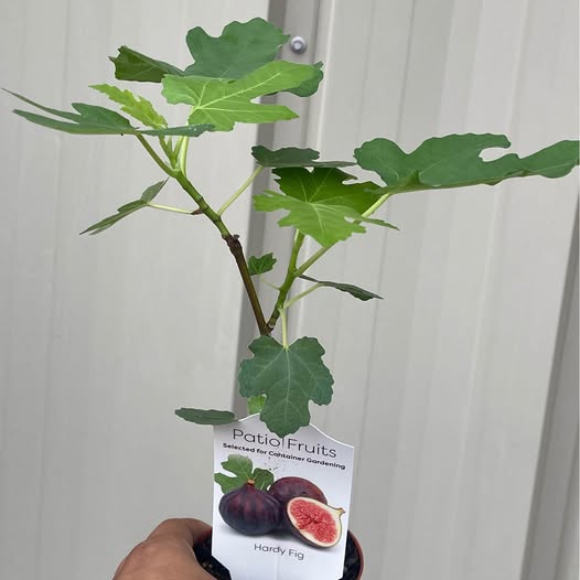 Healthy Fig Tree — Live Fruit Plant