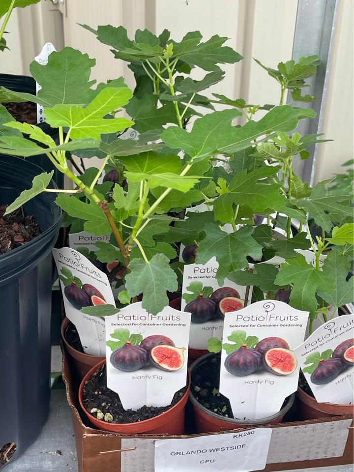 Healthy Fig Tree — Live Fruit Plant Facebook photo 7