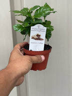 Arabian Coffee Tree — Live Coffee Plant Facebook photo 7