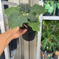 Brazilian Sunberry (Naranjilla) — Rare Tropical Fruit Plant product photo