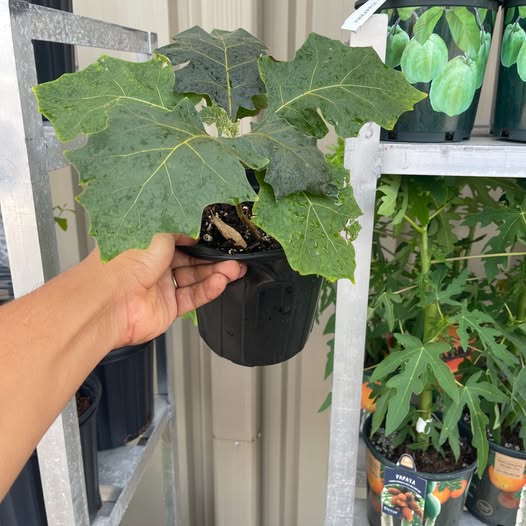 Brazilian Sunberry (Naranjilla) — Rare Tropical Fruit Plant product photo