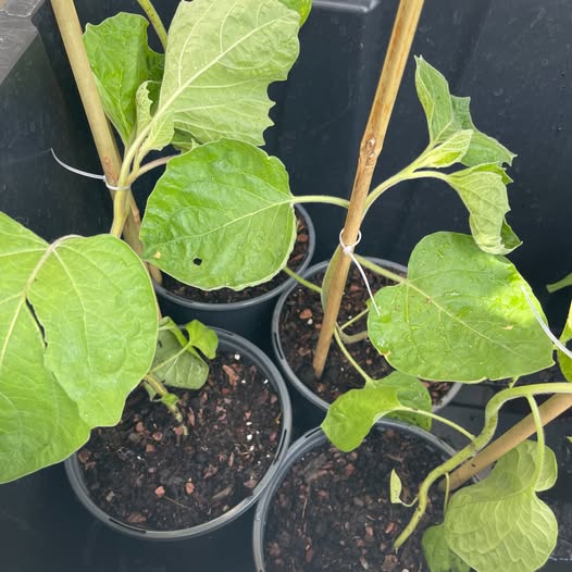 Cape Gooseberry (Goldenberry) — Rare Fruit Plant product photo