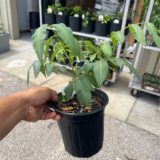 Chinese Toon Tree (Xiang Chun) — Edible Shoots Tree