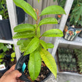 Star Apple Tree (Caimito) — Rare Tropical Fruit Tree product photo
